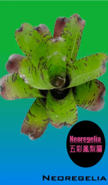 [LINE着せ替え] Neoregelia 2の画像1