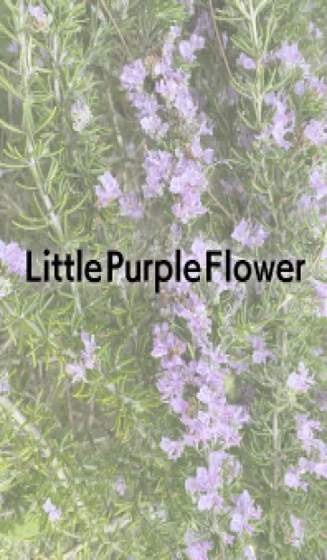 [LINE着せ替え] Little Purple Flower (S Edition)の画像1