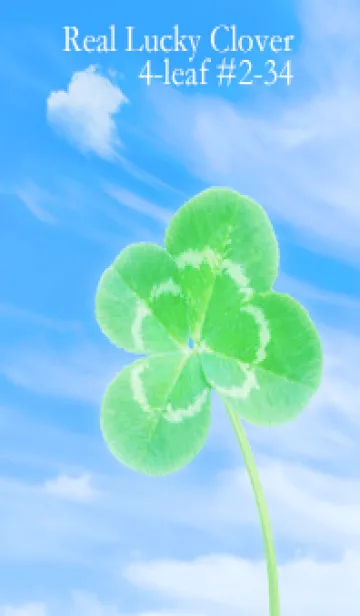 [LINE着せ替え] 本物ラッキークローバー 4-leaf #2-34の画像1