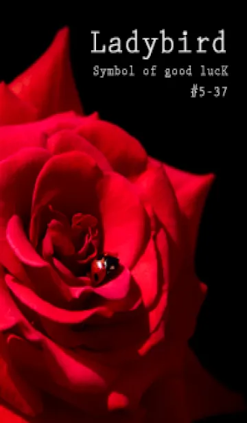[LINE着せ替え] Ladybird Symbol of good luck #5-37の画像1