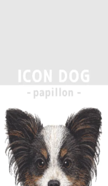 [LINE着せ替え] ICON DOG - パピヨン - GRAY/03の画像1