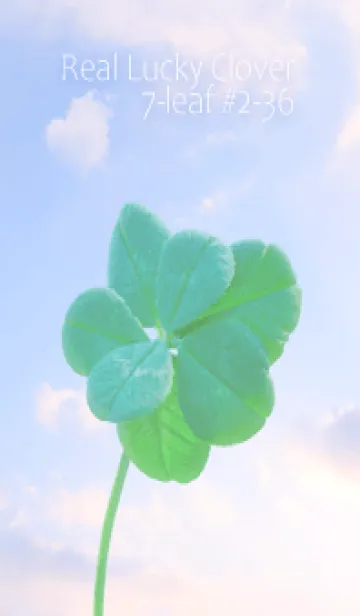 [LINE着せ替え] 本物ラッキークローバー 7-leaf #2-36の画像1
