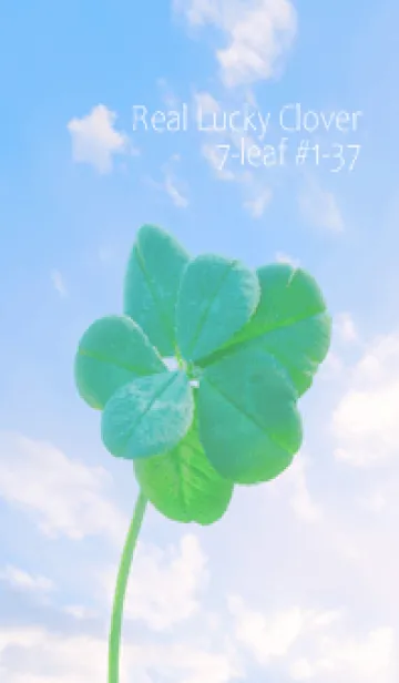 [LINE着せ替え] 本物ラッキークローバー 7-leaf #1-37の画像1