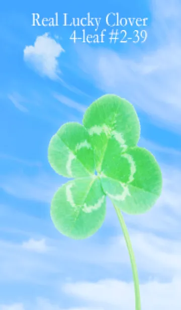 [LINE着せ替え] 本物ラッキークローバー 4-leaf #2-39の画像1