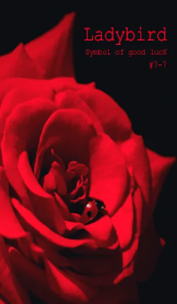[LINE着せ替え] Ladybird Symbol of good luck #7-7の画像1