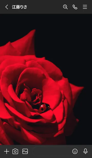 [LINE着せ替え] Ladybird Symbol of good luck #7-7の画像2