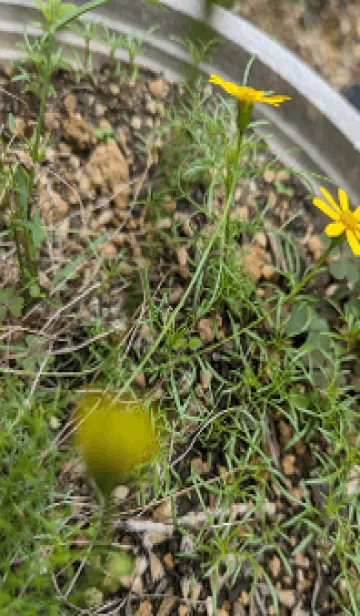 [LINE着せ替え] 痩せてやるcGEの画像1