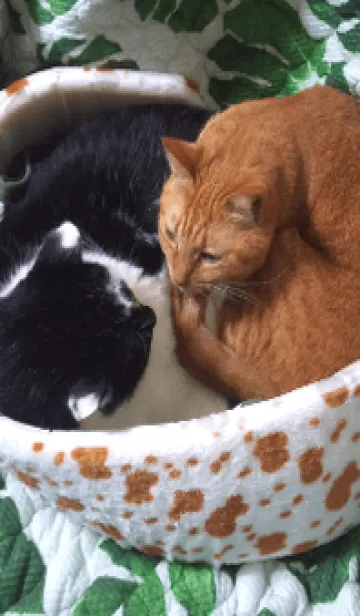 [LINE着せ替え] 痩せてやる^Qtの画像1