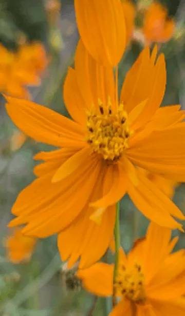 [LINE着せ替え] 行動しようMSkの画像1