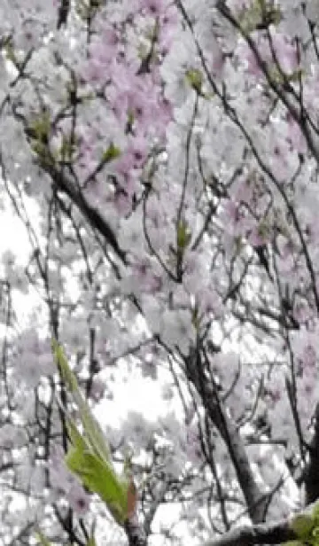 [LINE着せ替え] 行動しようp8-の画像1