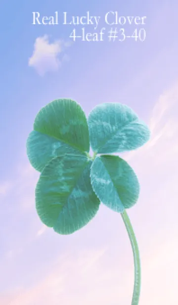本物ラッキークローバー 4-leaf #3-40の着せ替えメイン画像