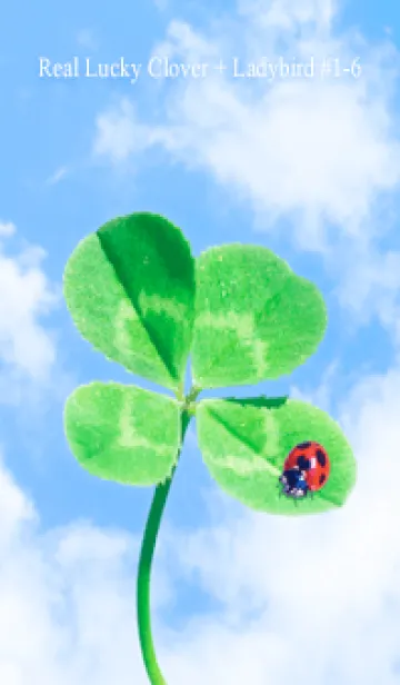 [LINE着せ替え] 本物ラッキークローバー+Ladybird #1-6の画像1