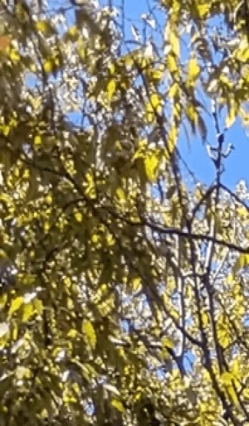 [LINE着せ替え] 最高の一日p？yの画像1