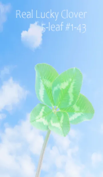 [LINE着せ替え] 本物ラッキークローバー 5-leaf #1-43の画像1