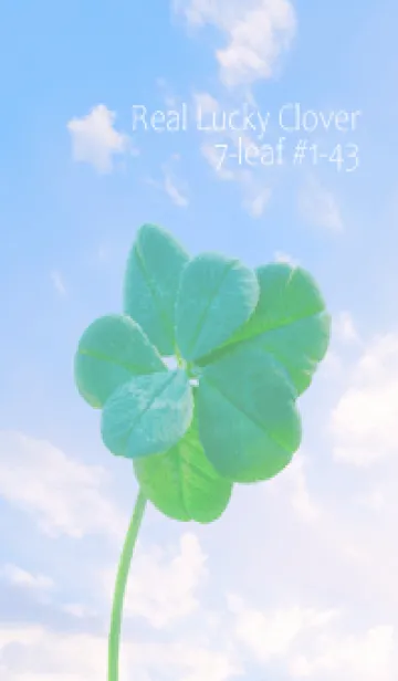 [LINE着せ替え] 本物ラッキークローバー 7-leaf #1-43の画像1