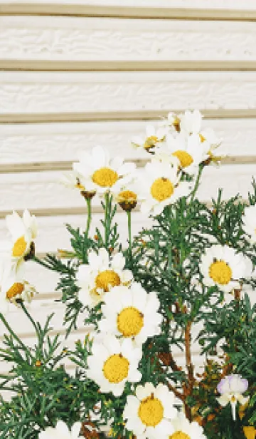 [LINE着せ替え] 最高の一日8,tの画像1