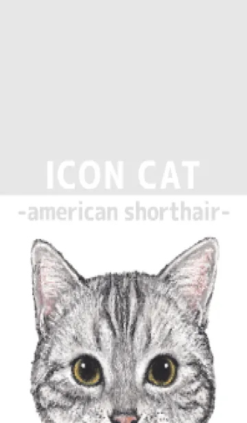 [LINE着せ替え] ICON CAT - アメショ - GRAY/05の画像1