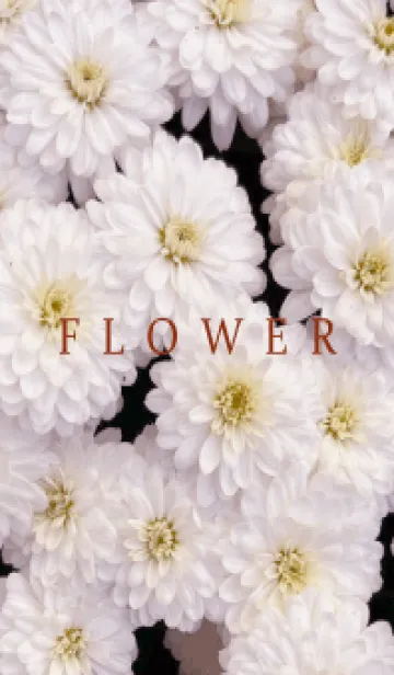 [LINE着せ替え] FLOWER -KIKU- 48の画像1