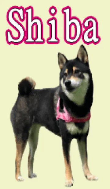 [LINE着せ替え] 柴犬ゆずちゃんの着せかえの画像1