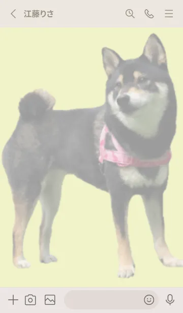 [LINE着せ替え] 柴犬ゆずちゃんの着せかえの画像2