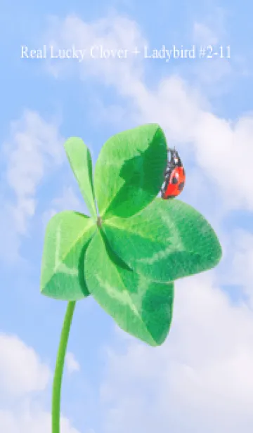 [LINE着せ替え] 本物ラッキークローバー+Ladybird #2-11の画像1