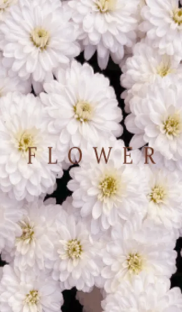 [LINE着せ替え] FLOWER -KIKU- 50の画像1