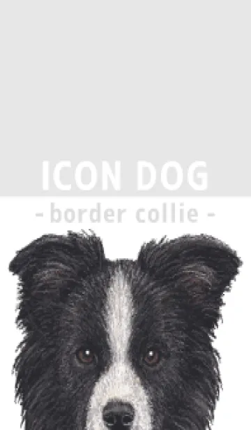 [LINE着せ替え] ICON DOG - ボーダーコリー - GRAY/01の画像1