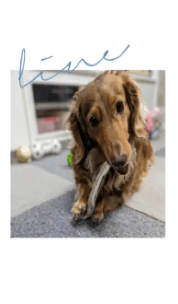 [LINE着せ替え] ししまる☻の画像1