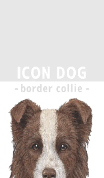 [LINE着せ替え] ICON DOG - ボーダーコリー - GRAY/02の画像1