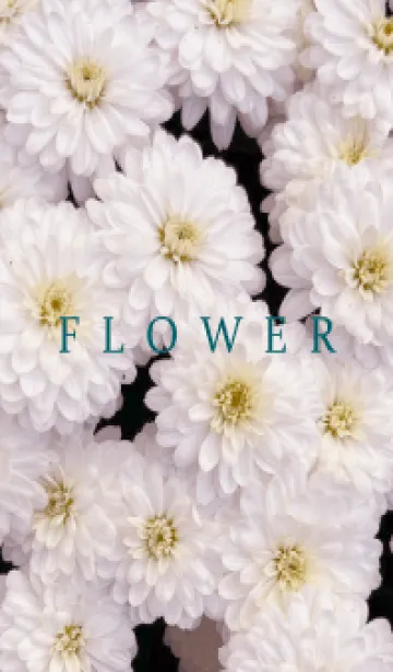 [LINE着せ替え] FLOWER -KIKU- 60の画像1