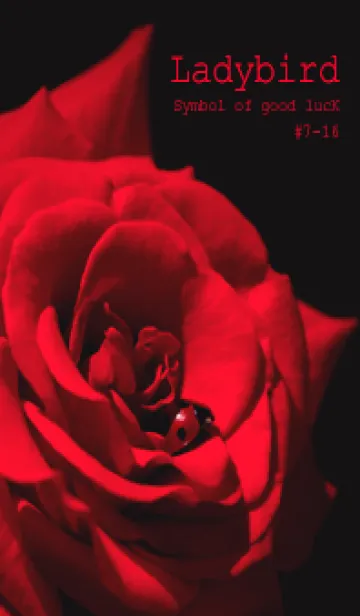 [LINE着せ替え] Ladybird Symbol of good luck #7-16の画像1