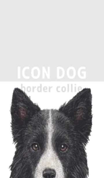 [LINE着せ替え] ICON DOG - ボーダーコリー - GRAY/03の画像1