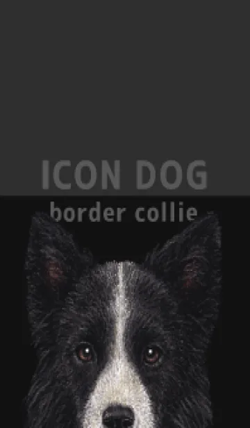 [LINE着せ替え] ICON DOG - ボーダーコリー - BLACK/03の画像1