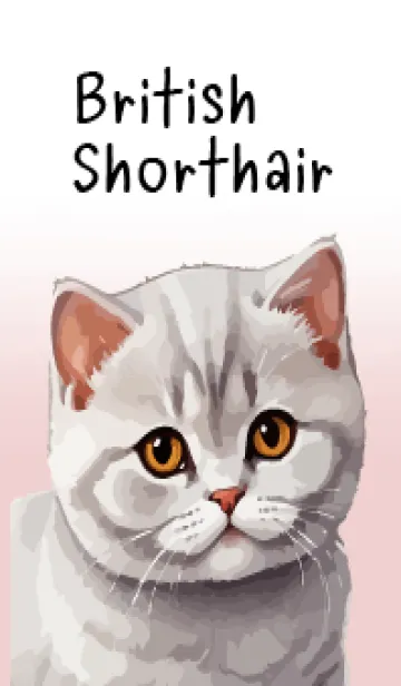 [LINE着せ替え] British Shorthair Cat Theme (JP)の画像1