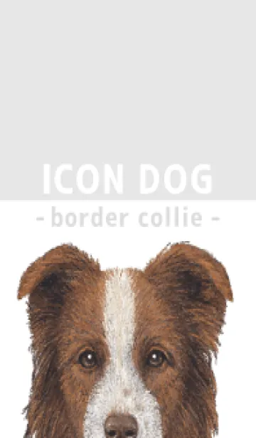 [LINE着せ替え] ICON DOG - ボーダーコリー - GRAY/04の画像1