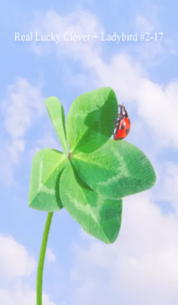 [LINE着せ替え] Real Lucky Clover+Ladybird#2-17の画像1