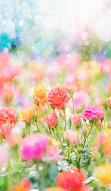 [LINE着せ替え] 薔薇(バラ)の花の着せかえ(R984)の画像1