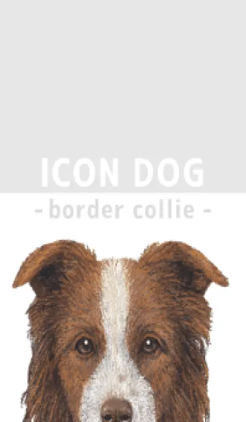 [LINE着せ替え] ICON DOG - ボーダーコリー - GRAY/06の画像1