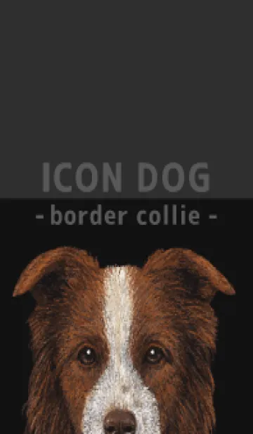 [LINE着せ替え] ICON DOG - ボーダーコリー - BLACK/06の画像1