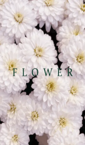 [LINE着せ替え] FLOWER -KIKU- 76の画像1