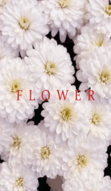 [LINE着せ替え] FLOWER -KIKU- 78の画像1