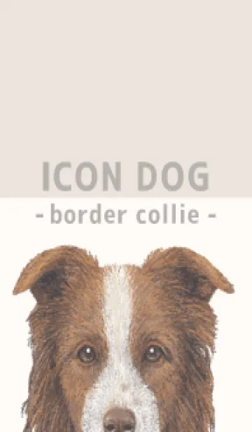 [LINE着せ替え] ICON DOG - ボーダーコリー - BEIGE/06の画像1