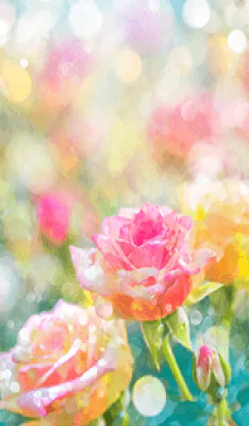 [LINE着せ替え] 薔薇(バラ)の花の着せかえ(R1492)の画像1