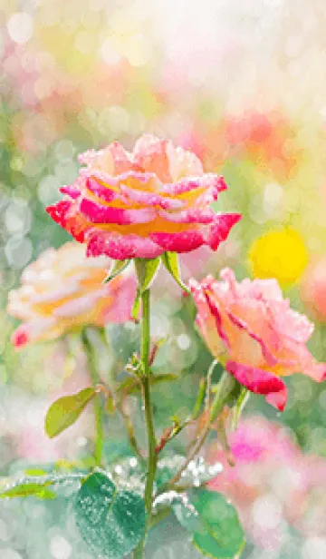 [LINE着せ替え] 薔薇(バラ)の花の着せかえ(R1493)の画像1