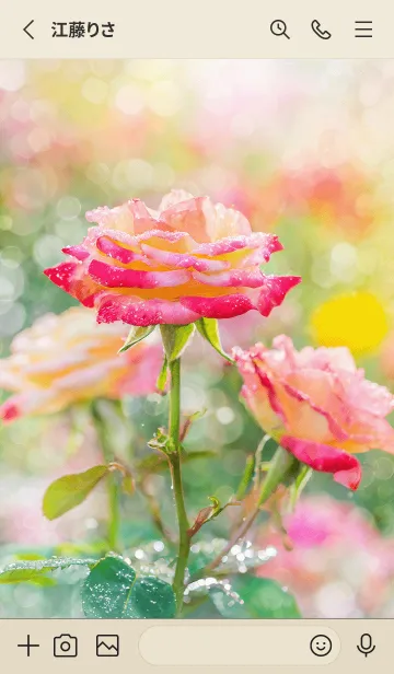 [LINE着せ替え] 薔薇(バラ)の花の着せかえ(R1493)の画像2