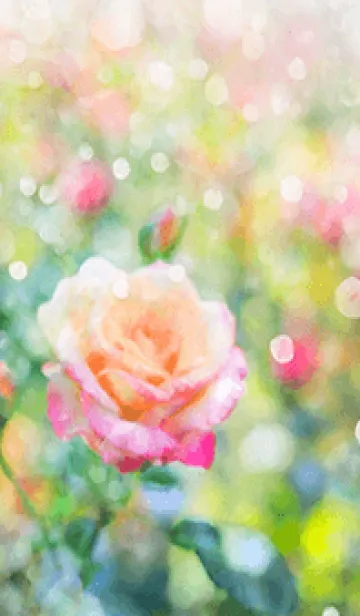 [LINE着せ替え] 薔薇(バラ)の花の着せかえ(R1535)の画像1