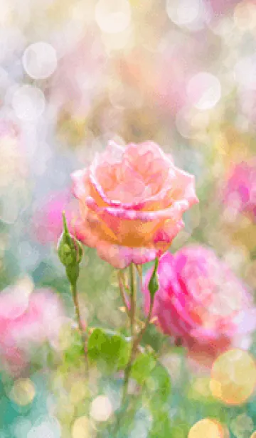 [LINE着せ替え] 薔薇(バラ)の花の着せかえ(R1572)の画像1