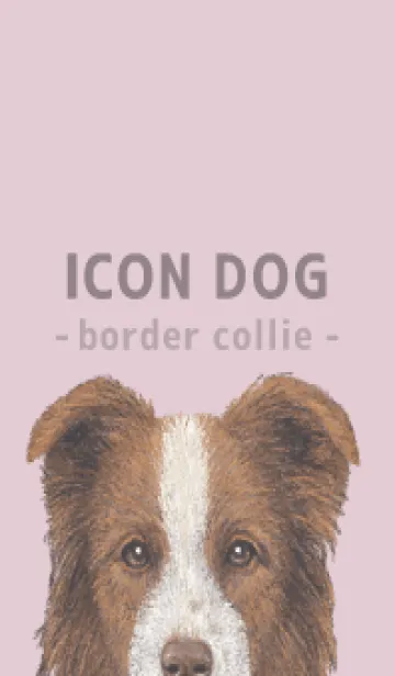 [LINE着せ替え] ICON DOG - ボーダーコリー - PASTEL PK/04の画像1