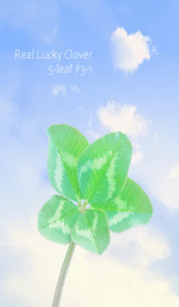 [LINE着せ替え] 本物ラッキークローバー 5-leaf #3-1の画像1