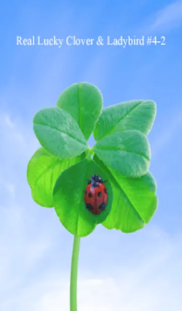 [LINE着せ替え] 本物ラッキークローバー & Ladybird #4-2の画像1